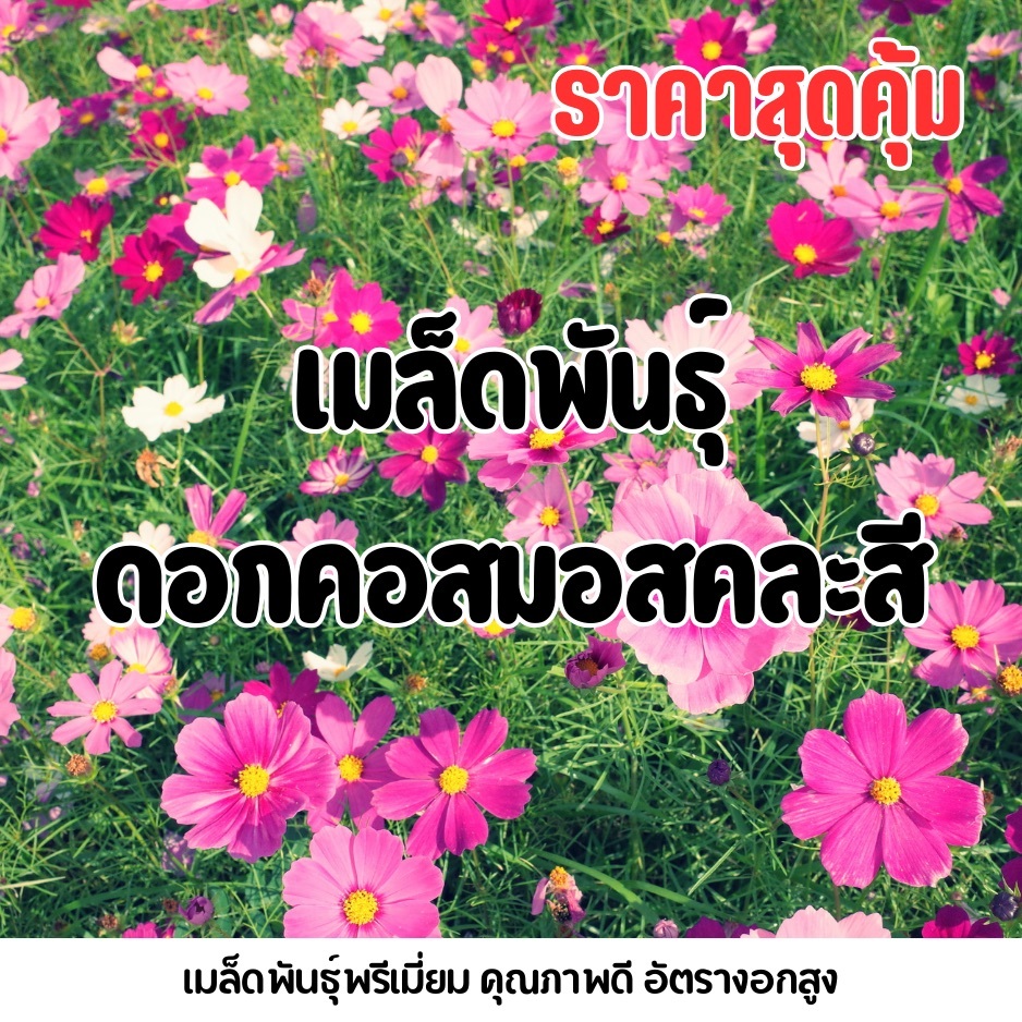 สุดคุ้ม!! เมล็ดพันธุ์ดอกคอสมอสคละสี (Cosmos) [Seeds Garden Fresh]