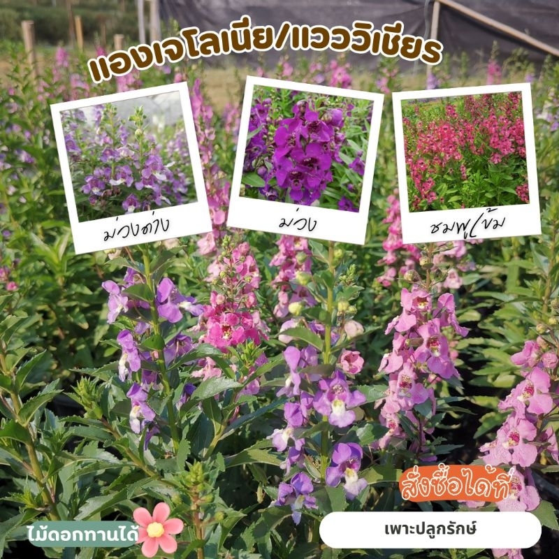 ต้นดอกแวววิเชียร /แองเจโลเนีย /ฟอร์เก็ตมีน็อตไทย (Angelonia)  F13 ดอกดก ดอกนาน ไม้แดด มีหลายสี #ดอกไม้ทานได้