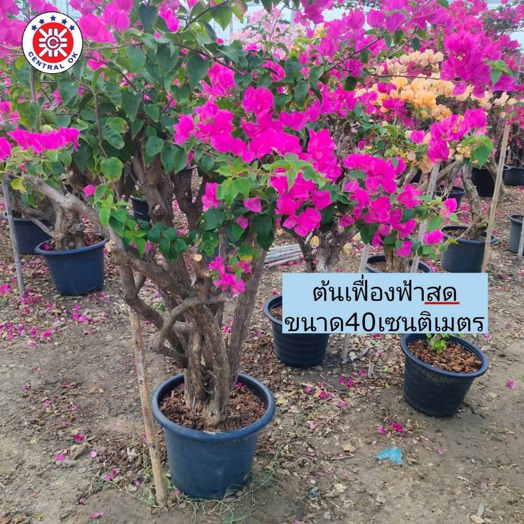 ต้นเฟื่องฟ้าขนาด40เซนติเมตร สำหรับตกแต่งภายนอกมีให้เลือกถึง4สี จาก1Eleven