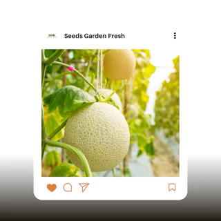เมล็ดพันธุ์ เมล่อน Melon บรรจุ 10 เมล็ด [Seeds Garden Fresh]