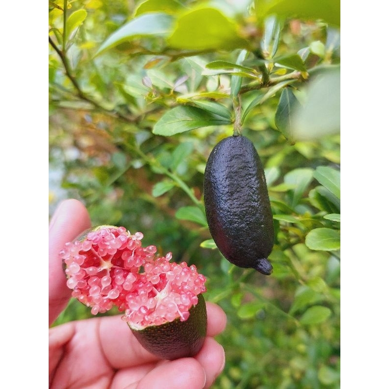 มะนาวคาเวียร์ มะนาวไข่ปลาคาเวียร์ 7 ผล ปลอดสาร เก็บสด (สีชมพู)