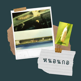 ซิมลูเฟน 100 กรัม ลูเฟนนูรอน + อีมาเมกตินเบนโซเอต 40% + 10%