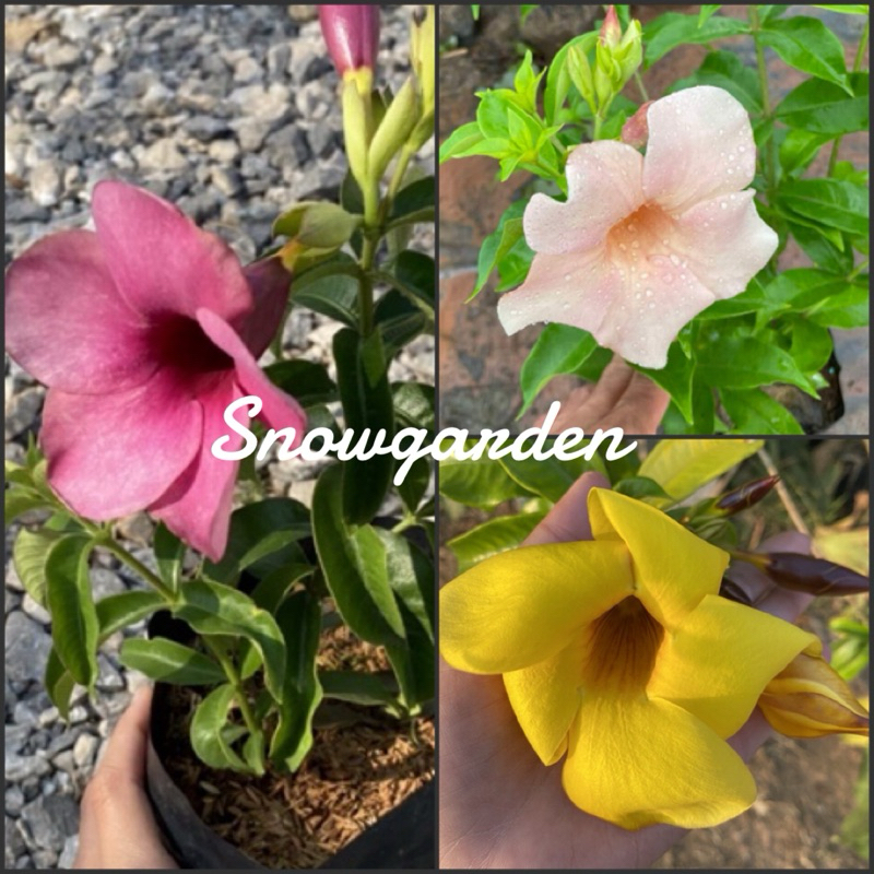 ต้นบานบุรี มี 3 สี  🌺 ม่วง/ครีม/เหลือง (ส่งติดดอก)  ไม้แดด พุ่มกึ่งเลื้อย แบบถุง