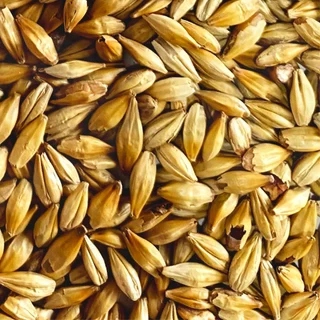 มอลต์ Carapils / Carafoam Malt – Weyermann #ทำเบียร์