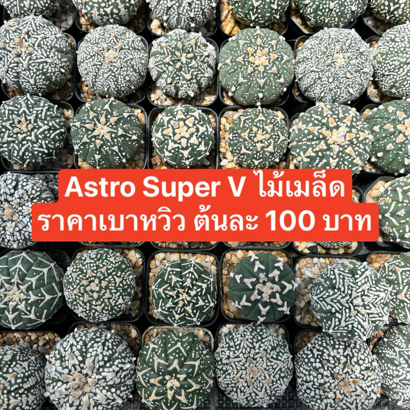 แอสโตร Super V ไม้เมล็ด ต้นละ 100 เลือกได้