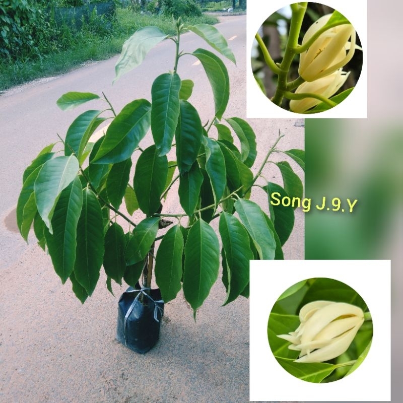 ต้นพันธุ์จำปีแคระ ( ทาบกิ่ง ) สูง 50 - 100 ซ.ม.