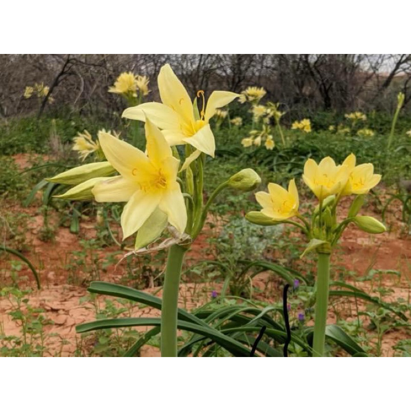 Crinum flaccidum พลับพลึงเหลือง