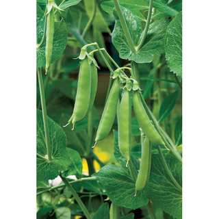 เมล็ดพันธุ์ ถั่วลันเตาหวาน 10 เมล็ด [ 10แถม2 ]คละได้