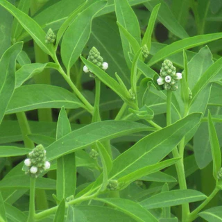 ไลท์แบค 🌾สารบิสไพริแบค-โซเดียม(bispyribac-sodium) 10% ขนาด 1 ลิตร