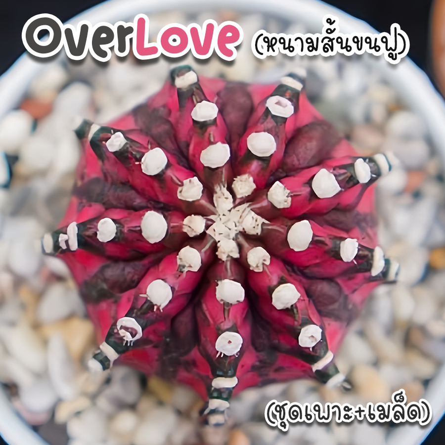 ชุดเพาะเมล็ดยิมโน จำนวนจำกัด Over Love (หนามสั้นขนฟู) กระบองเพชร/แคคตัส