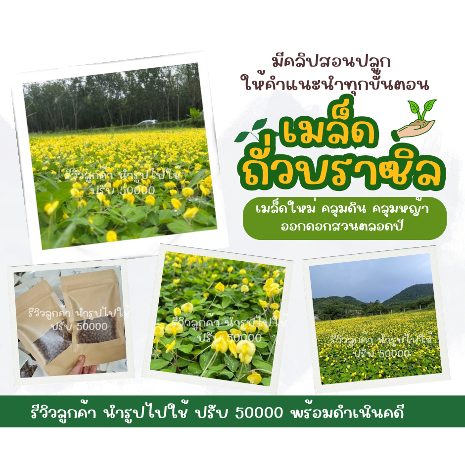 เมล็ดพันธุ์ถั่วบราซิล บรรจุถุงละครึ่งโล3000-3200+ ตกแต่ง,บำรุงดิน,พืชคลุมดิน,ห่มดิน,ตกแต่งสวน,คลุมหญ้า,จัดสวน