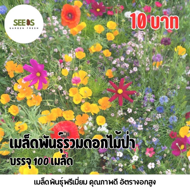 รวมเมล็ดพันธุ์ดอกไม้ป่า บรรจุ 100 เมล็ด