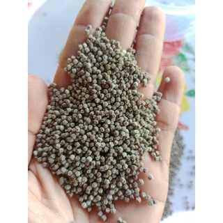 เมล็ดพันธุ์หญ้ายางสมุนไพรไทย 200 เมล็ด 50 บาท