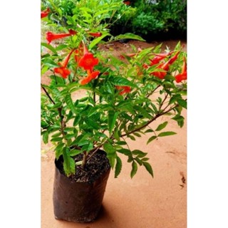 ต้นทองอุไรแดง/ไม้ประดับไม้มงคลดอกสีแดงสด ติดดอกดก