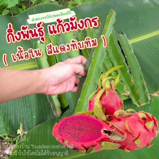 ต้นแก้วมังกร (จำหน่ายกิ่งพันธ์) เนื้อในสีแดงทับทิม กิ่งพันธฺุ์คุณภาพ