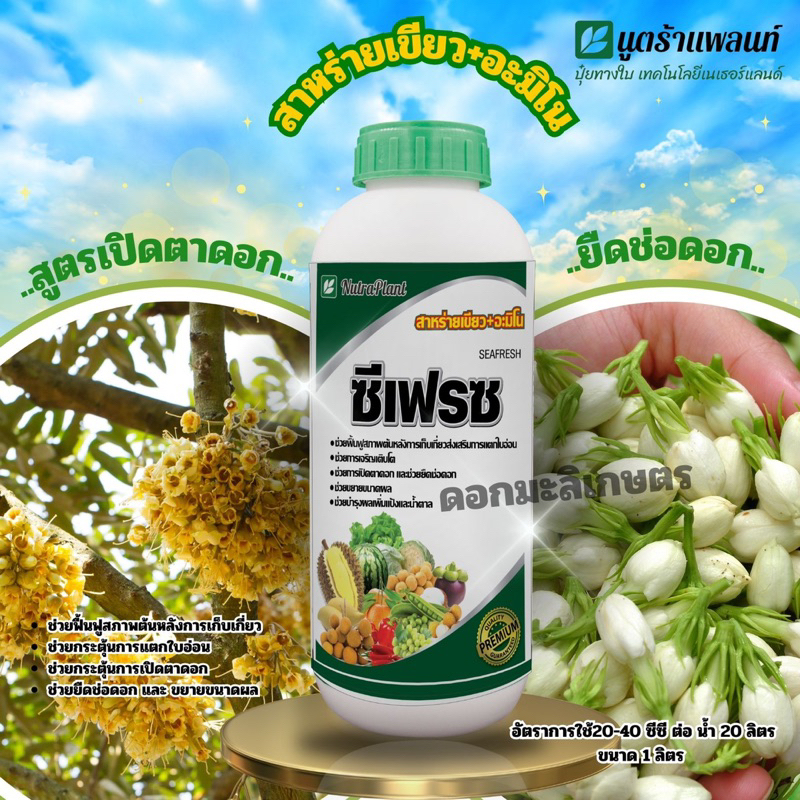 ซีเฟรซสาหร่ายอะมิโนเปิดตาดอก 1 ลิตร