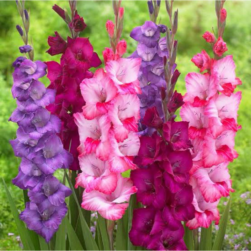 Gladiolus (แกลดิโอลัส)1แพ็คมี 5หัว รำไร-แดดจัด