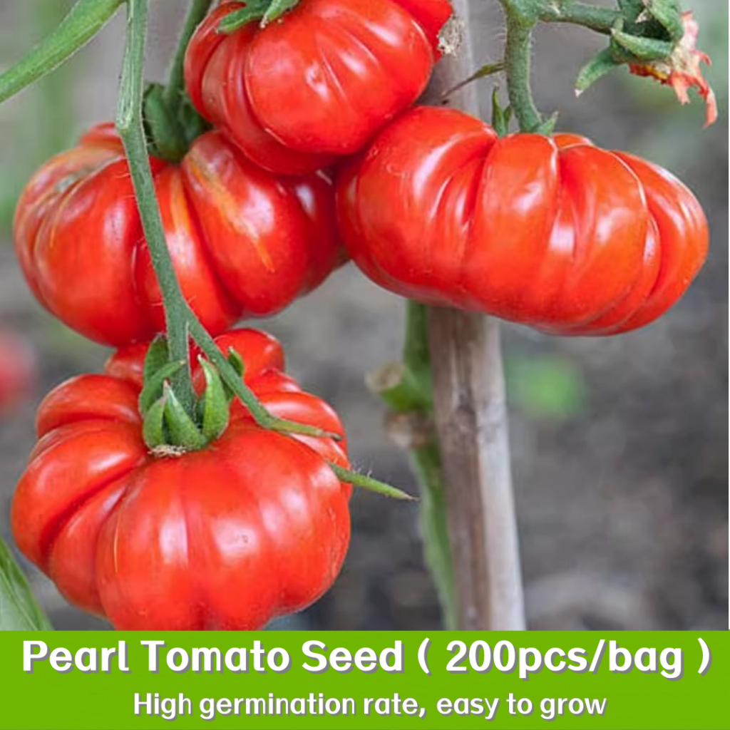 พืชหายาก พืชผัก 200 เมล็ด มะเขือเทศ Pearl Tomato Seeds พันธุ์ที่ได้รับการปรับปรุง ฟาร์มครอบครัว การเก็บเกี่ยว