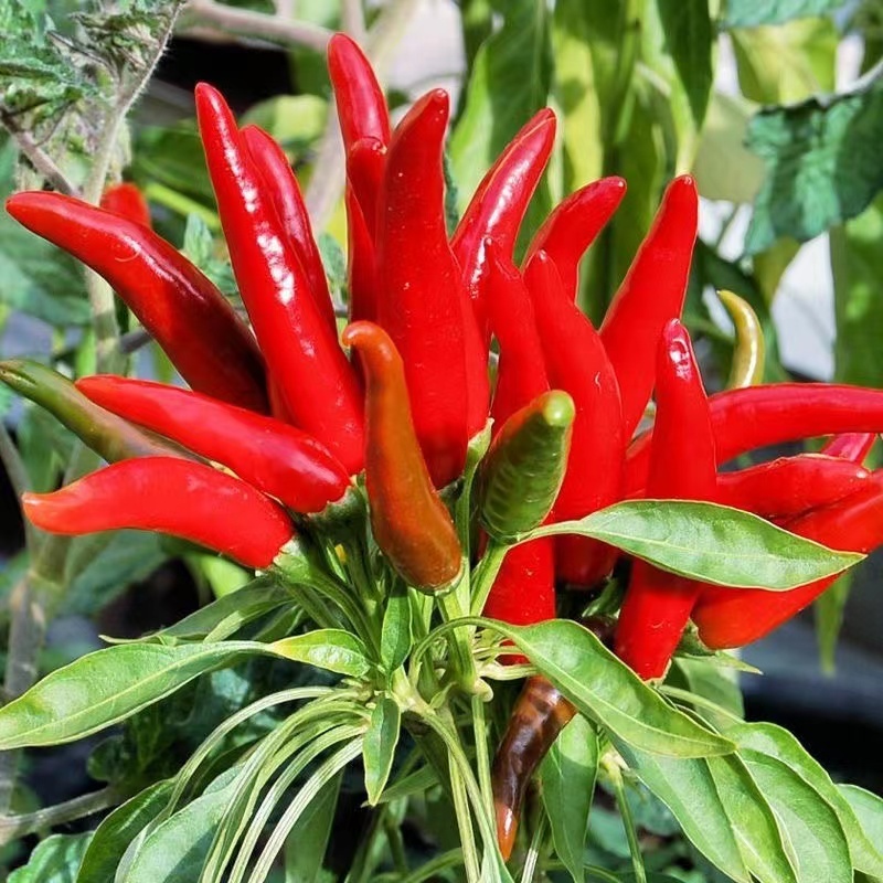 ซื้อ5แถม5 เมล็ดพันธุ์พริกจินดาแดง ตราเจียไต๋ ประมาณ50เมล็ด BIRD CHILLI เมล็ดพันธุ์พริกจินดาแดง พริกจินดา