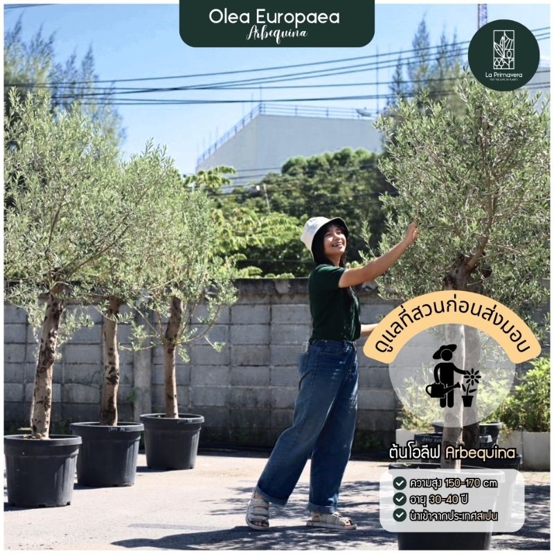 ต้นโอลีฟอายุ 30-40 ปี นำเข้าจากยุโรป Olea Europaea "Piel Joven" ไม่รวมกระถาง