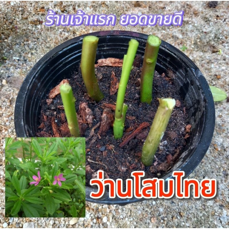 โสมไทย กิ่งพันธุ์ 15กิ่ง40บาท
