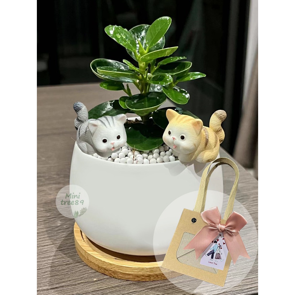 ของขวัญ เซ็ตบอกรัก การ์ด love you ต้นไม้มงคล + กระถาง 3.5นิ้ว + ตุ๊กตา + เม็ดดินเผา + ถุง + การ์ด + โบว์ Minitree89