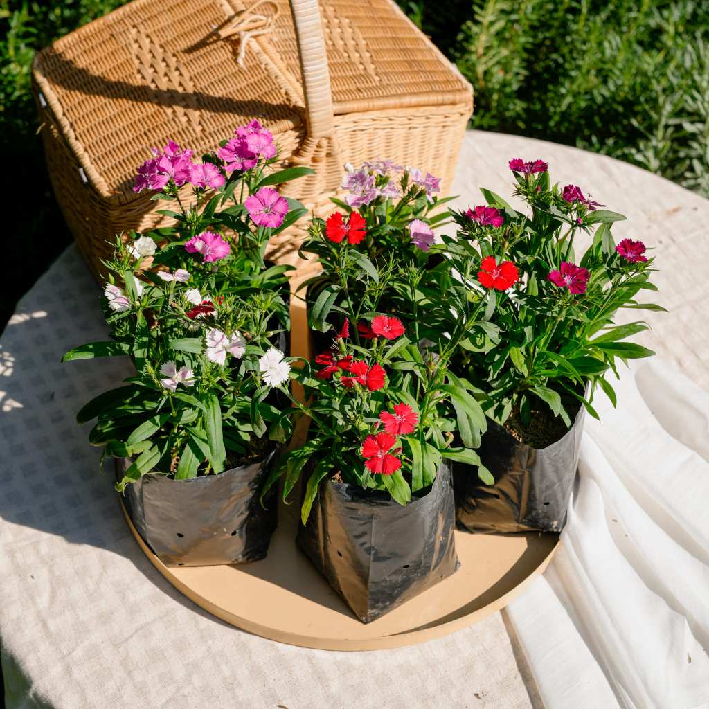 Treeno.9 T194 ผีเสื้อ ดอกไม้กินได้(รบกวนสั่งซื้อขั้นต่ำ 6 ต้น) (แบบคละสี) (Dianthus) ถุงดำ/กระถาง 6 นิ้ว/20-30 ซม. ม้ดอก - รูปที่ 4