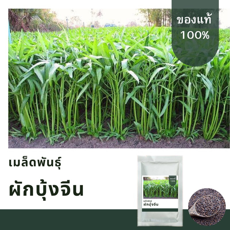 เมล็ดพันธุ์ผักบุ้งจีน บรรจุ1,000  เมล็ด📌เมล็ดพันธุ์คัดพิเศษ อัตราการงอกสูง