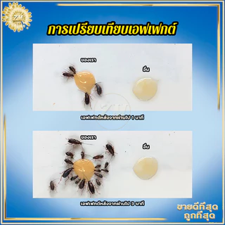 เจลกำจัดแมลงสาบ ดักแมลงสาบ 30g ผลิตภัณฑ์กำจัดแมลง บ้านแมลงสาบ 100%ของแท้ ใช้งานง่าย กำจัดแมลงสาบได้รวดเร็ว
