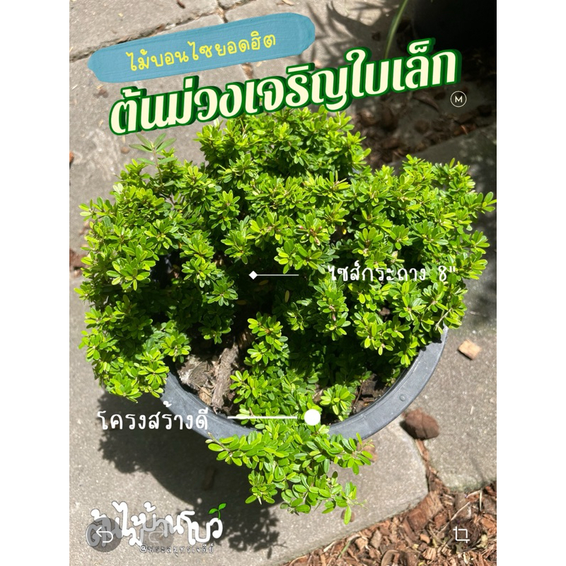 ต้นม่วงเจริญใบเล็ก ไซส์กระถาง8“ ลำต้นแข็งแรง
