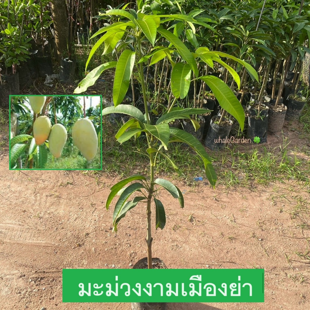 ต้นมะม่วง มะม่วง พันธุ์มะม่วงงามเมืองย่า เสียบยอด รับประกันพันธุ์แท้ ให้ผลไวภายใน1ปี