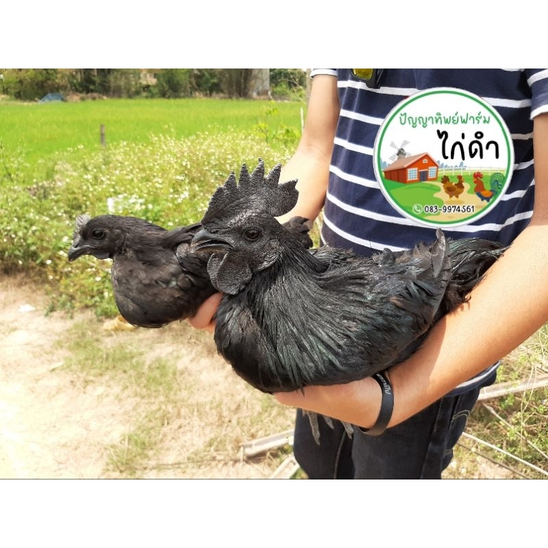 ไข่เชื้อไก่ดำอินโดนีเซีย(เลือด100%) ฟองละ 50 บาท เก็บสดใหม่ทุกวัน พร้อมสำหรับฟัก