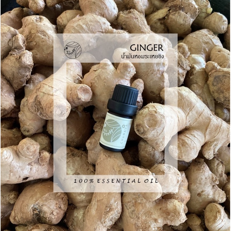 น้ำมันหอมระเหยขิง ชานาญา CHANAYA Ginger 100% Essential oil 5 ml