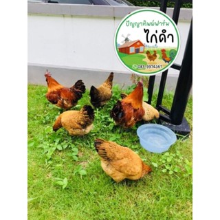 ไข่เชื้อไก่ดำมองโกเลีย(เลือด100%) 1 ชุดละ 200 มี 6 ฟอง สำหรั…