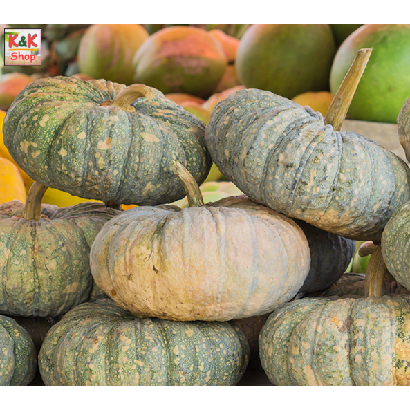 ฟักทอง ทองคำ 443 “ฟักทอง ทองอำพัน 426” ฟักทอง พันธุ์ คางคก ฟักทอง ประกายเงิน บรรจุ 50 เม็ลด ลูกดก เน