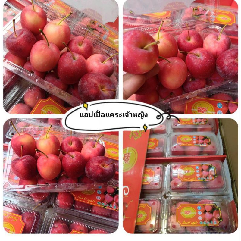 ซื้อ แอปเปิ้ลแคระเจ้าหญิง 🍎1กล่อง 500g.🍎กรอบ อร่อย อมเปรี้ยวนิดๆ