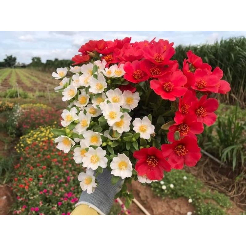 คุณนายตื่นสาย สีขาว-แดง ตามรูป สีตัดกัน ปลูก2สี ก็สวยได้ ราคา ถูกที่สุด ดีลบีเคเค แกลเลอรีภาพที่ 5