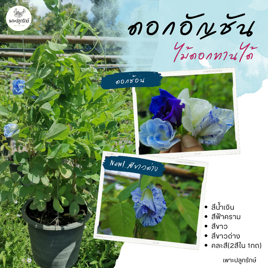 ต้นดอกอัญชัน (Butterfly Pea) สีขาว น้ำเงิน คราม ม่วงพาสเทล​ และอัญชันขาวด่าง ส​เปียร์​มิ้น F55  กระถาง 8 นิ้ว