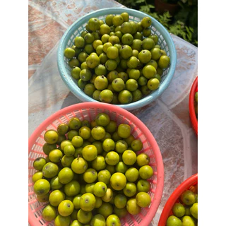 #เมล็ดเกษมณีสีทอง #เมล็ดเมเปิลสีทอง เมล็ดสีเขียวแก่จัด 120 เมล็ด พร้อมคำแนะนำการปลูก