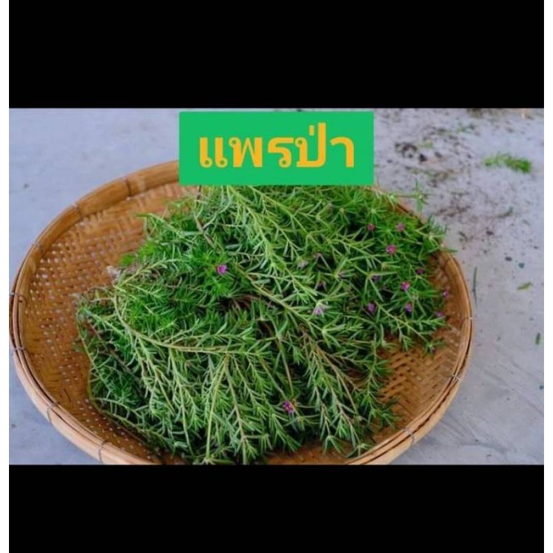 แพรป่า ปลูกเพื่อจัดสวน สวนมากๆ เป็นพืชคุมดินได้ดี ดอกเล็กสีม่วง ใบหนา เงางามมาก