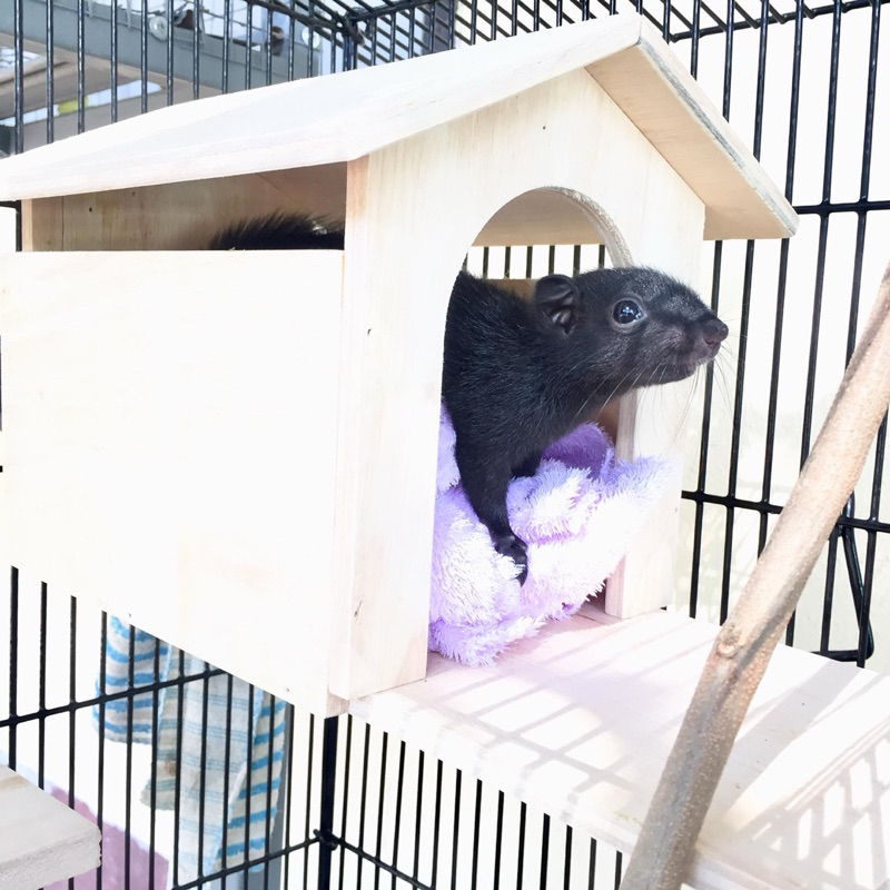 บ้านไม้ มีชานระเบียง สำหรับกระรอก ชูการ์ไรเดอร์ นก - รูปที่ 3