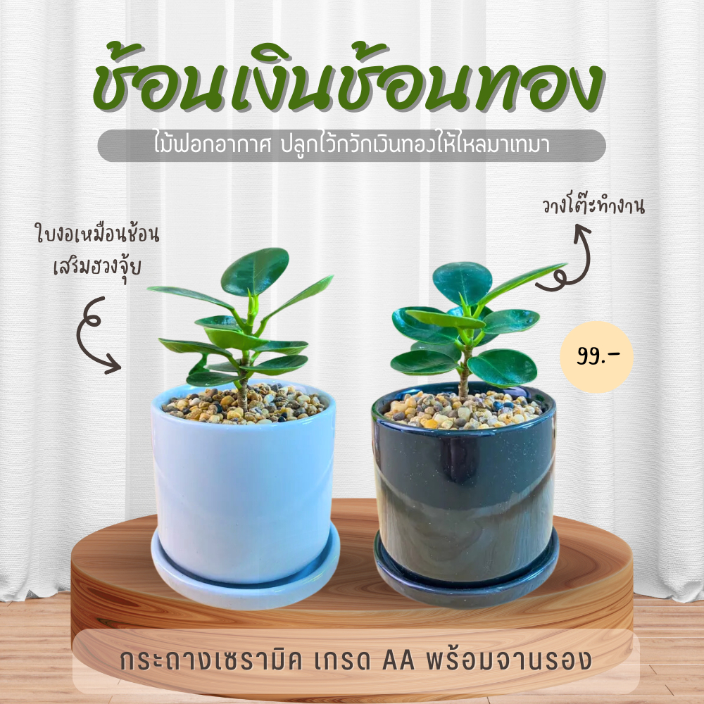 ช้อนเงินช้อนทอง ไม้มงคล ปลูกหน้าบ้าน และในบ้าน พร้อมกระถางเซรามิก