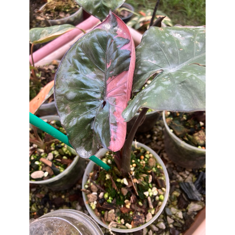 Alocasia serendipity variegated เซเรนดิพิตี้