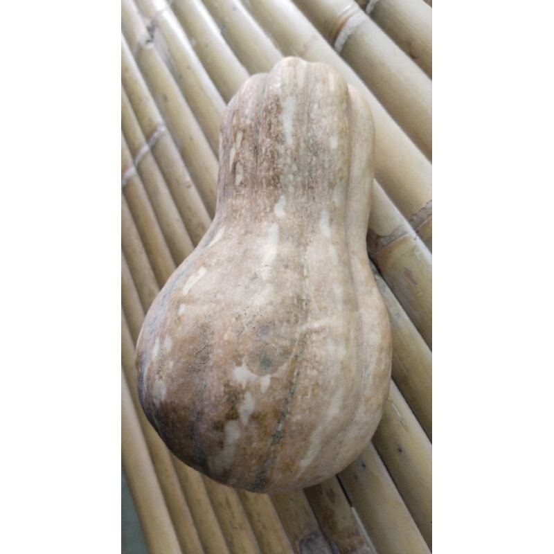 เมล็ดพันธุ์ฟักทองแจกกัน ดกพิเศษ 6เมล็ด