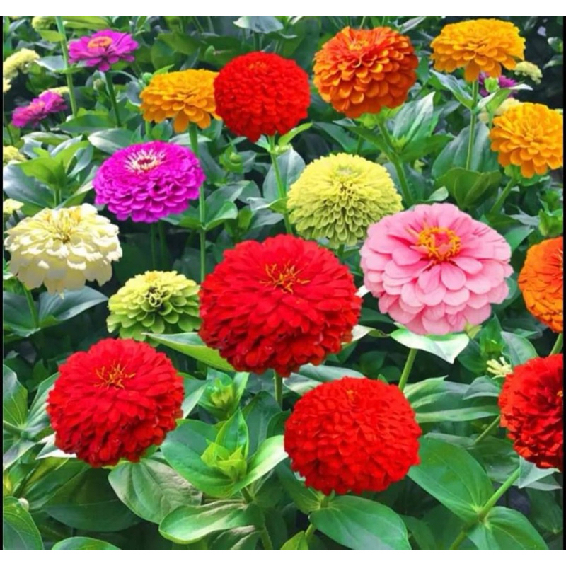 มล็ดพันธุ์ ดอกบานชื่นซ้อนคละสี ดอกบานชื่นกลีบซ้อน คละสี