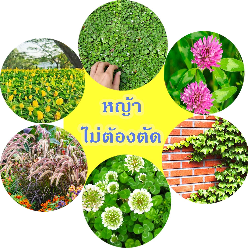 หญ้าไม่ต้องตัด 10แถม1!! ถูกที่สุด 10 บ. ชุดเมล็ดพันธุ์หญ้าไม่ต้องตัด10-200 เมล็ด งอกดี ปลูกครั้งเดียวอยู่ได้นาน 3 ปี++ – โปรปัง