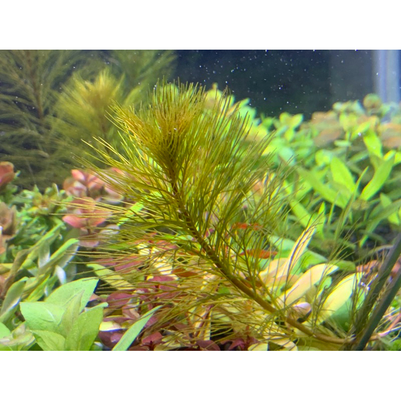 ต้นไม้น้ำ ขนนกแดง Myriophyllum Matogrossense Red ราคา ถูกที่สุด ดีลบีเคเค แกลเลอรีภาพที่ 3
