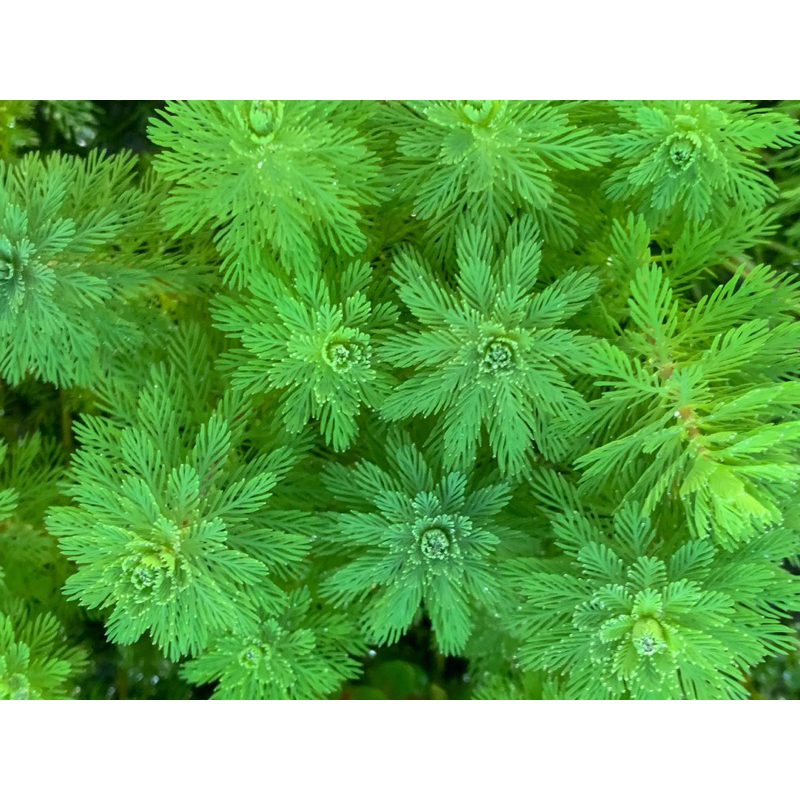 ต้นไม้น้ำ ขนนกแดง Myriophyllum Matogrossense Red ราคา ถูกที่สุด ดีลบีเคเค แกลเลอรีภาพที่ 6