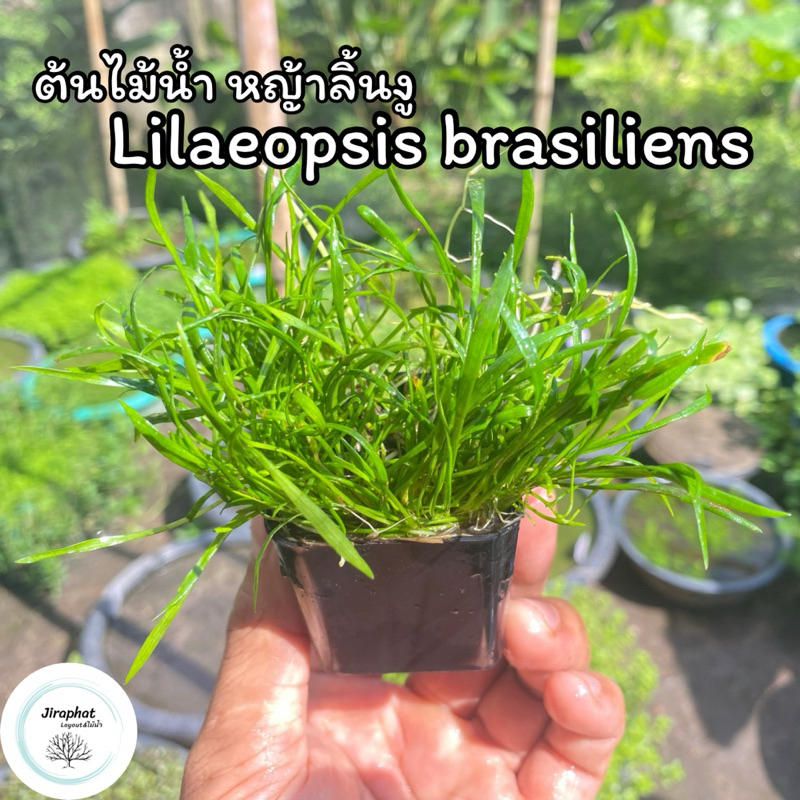 ต้นไม้น้ำ หญ้าลิ้นงูหรือหญ้างูเห่า Lilaeopsis brasiliens