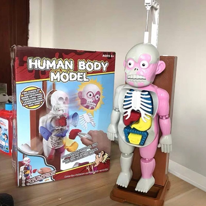Human Body Model ของเล่นเสริมความรู้เด็กๆเรื่องอวัยวะ